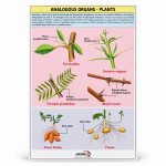 Analogous Organs